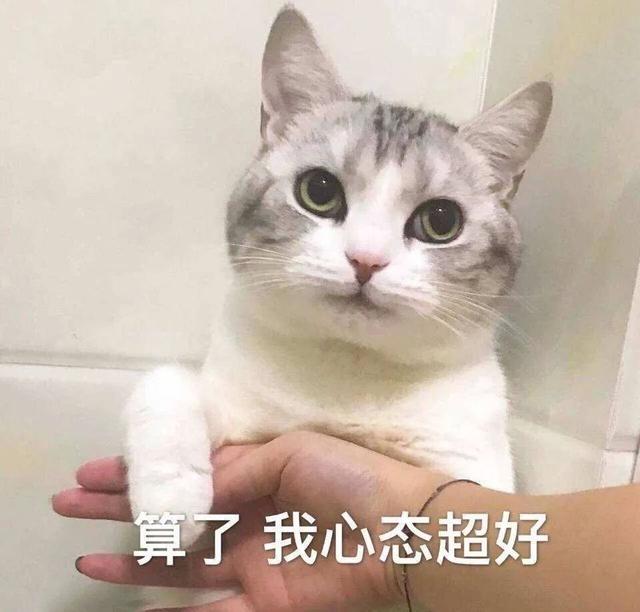 猫打架(猫打架是什么原因)