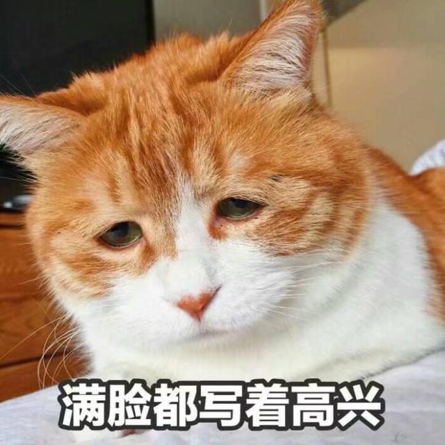 带猫的网名(带猫的网名男生)