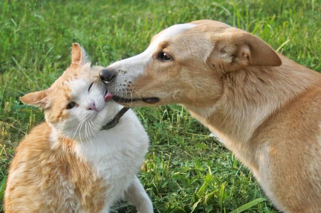 家猫抓伤要不要打狂犬疫苗(被自家猫抓伤要打狂犬疫苗吗)