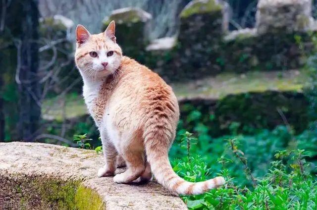 流浪猫和野猫有什么区别？能不能收养流浪猫/野猫