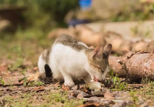 猫不怕鱼刺卡喉咙吗 猫可以消化鱼骨头吗