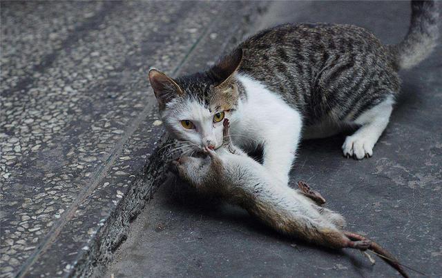 猫啪完满地打滚(猫猫在地上打滚哼)