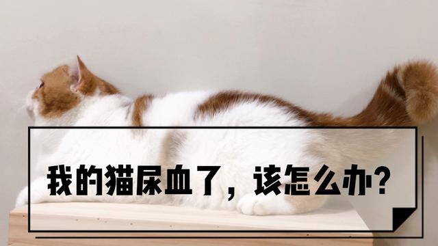 猫咪尿血怎么治疗(猫咪血尿能自愈吗)