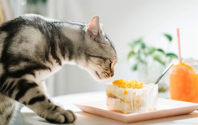 喜欢养猫的女人性格(喜欢养猫的女人性格是怎样)