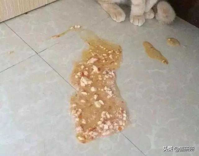 猫咪吐猫粮(猫咪吐猫粮是什么原因)