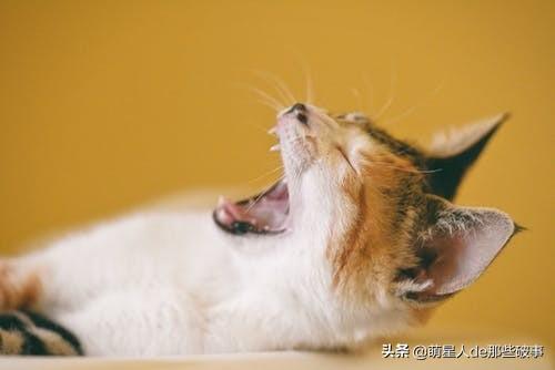 猫毛打结成块怎么处理(猫毛打结成块怎么回事)