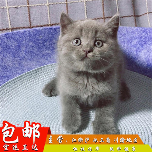 猫吃鱼为什么不会被卡住 猫鱼刺卡喉咙自救有妙招