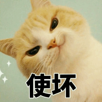 猫咪动作含义大全图(猫咪动作的含义图解)