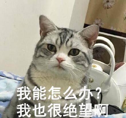 银虎斑猫图片(美短银虎斑猫图片)