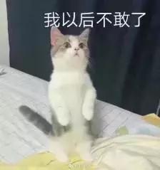 公猫发情时间(公猫一年发几次情啊)