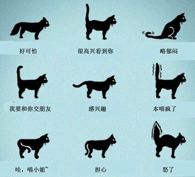 猫咪尾巴下垂是什么意思(猫咪尾巴垂下来代表什么)