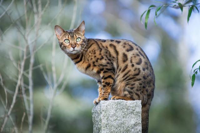 亚洲豹猫和孟加拉豹猫的区别(亚洲豹猫和孟加拉豹猫的区别在哪)