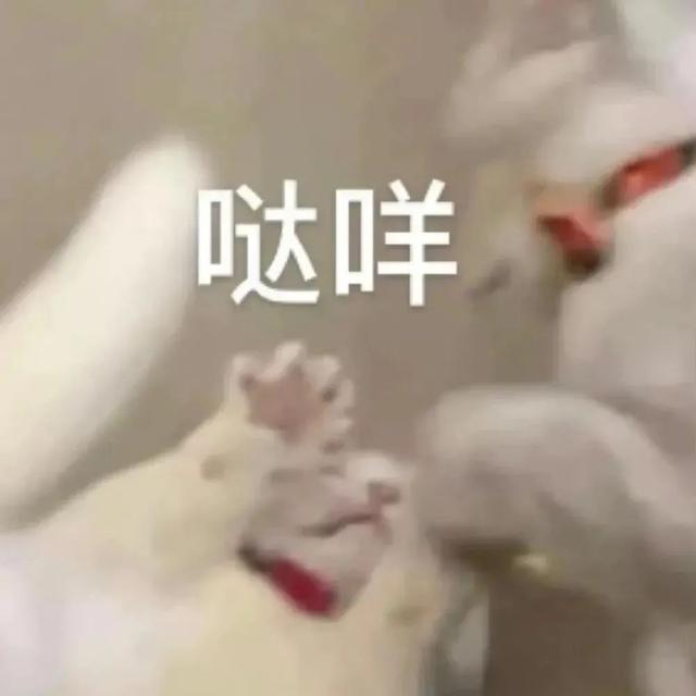 猫咪可以吃奶油吗(猫咪不能吃奶油吗)