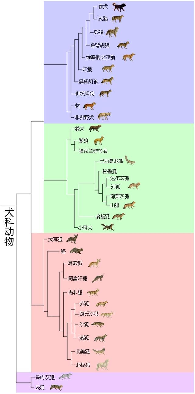 狮子是猫科还是犬科(狮子是猫科还是犬科动物)