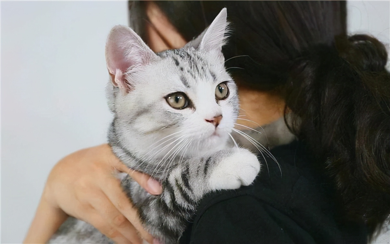 抱猫的正确姿势(抱猫的正确姿势图片)