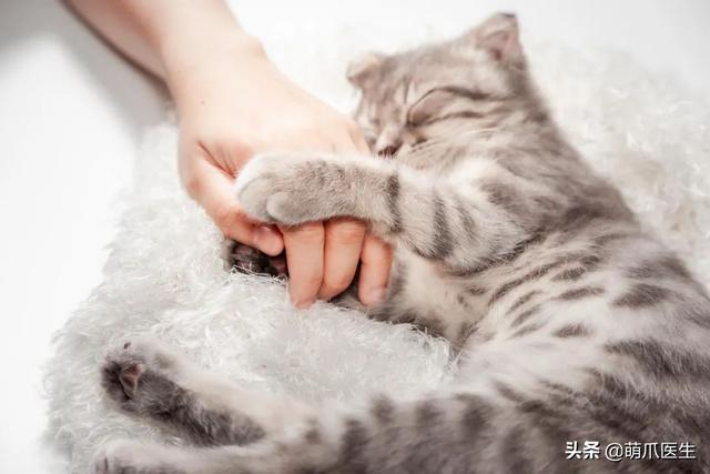 猫咪摇尾巴尖表示什么意思(猫咪摇尾巴代表什么)