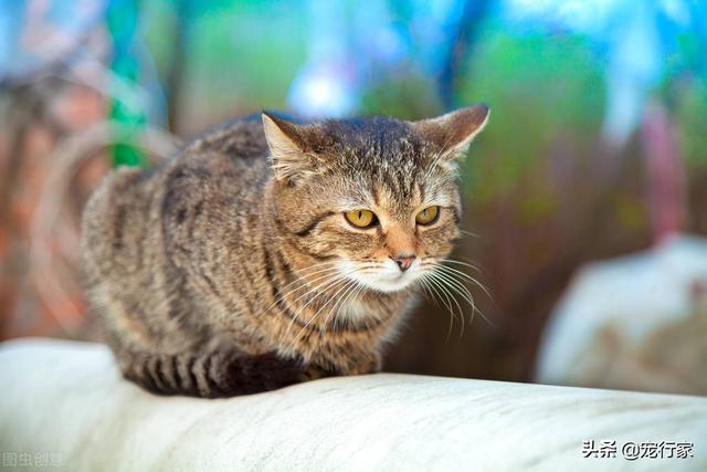 猫咪夏天怕热吗(宠物猫夏天怕热吗)