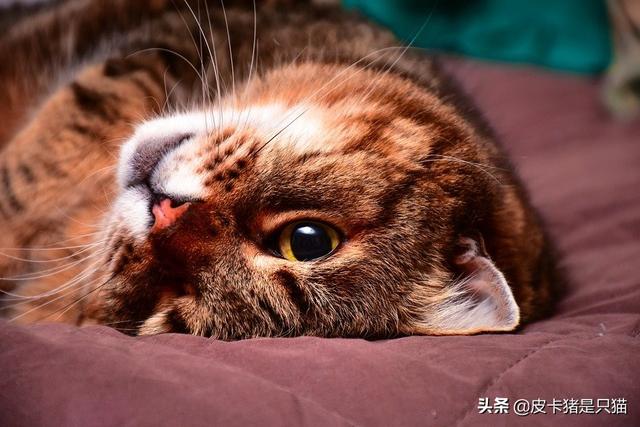 猫太粘人怎么办(猫太粘人一直叫怎么办)