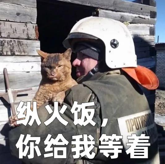 俄罗斯猫的品种有哪些(俄罗斯有什么品种的猫)