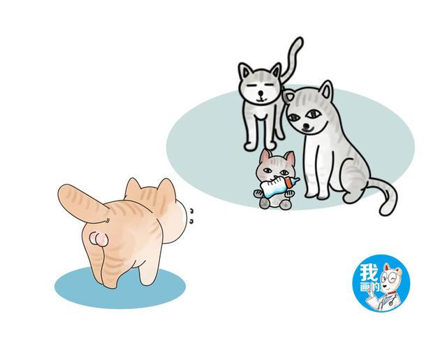 猫咪隐睾的危害(猫咪隐睾怎么判断)