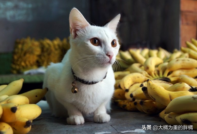 猫咪能吃香蕉吗(猫咪能不能吃香蕉)