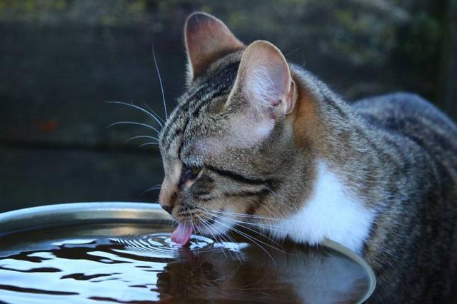 猫喝水很多正常吗(猫咪水喝的多正常吗)