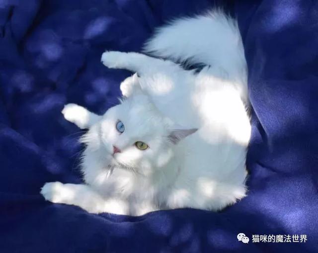 安哥拉猫咪图片(安哥拉猫是哪个国家的猫)