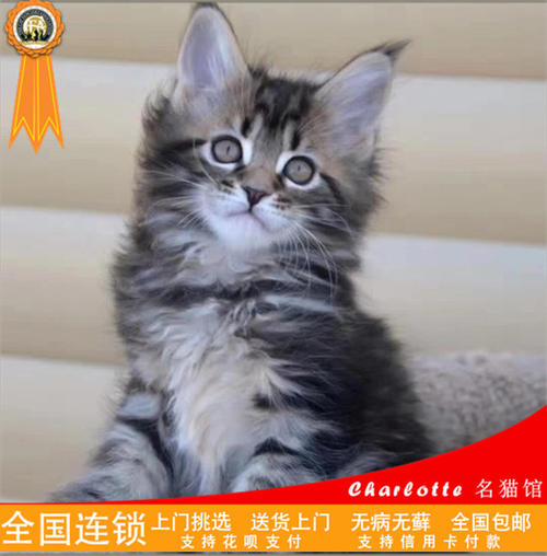 小猫打防疫针有什么反应 幼猫打完疫苗注意事项