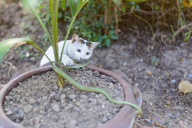 猫的克星是什么动物(猫的克星是啥)