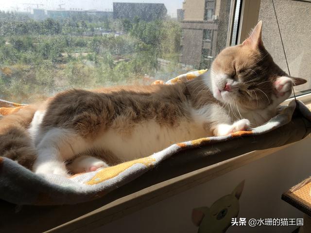 猫咪的生活习性有哪些(猫咪生活习性)