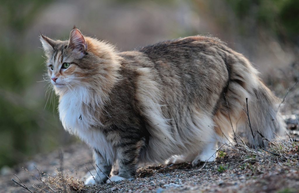 巨型猫猫！除了缅因和布偶猫还有哪些猫咪品种？