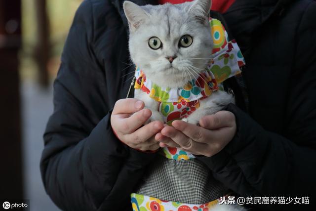 溜猫对猫好吗(溜猫有必要吗)