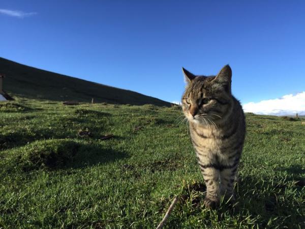 非洲野猫图片(非洲野猫和狸花猫)