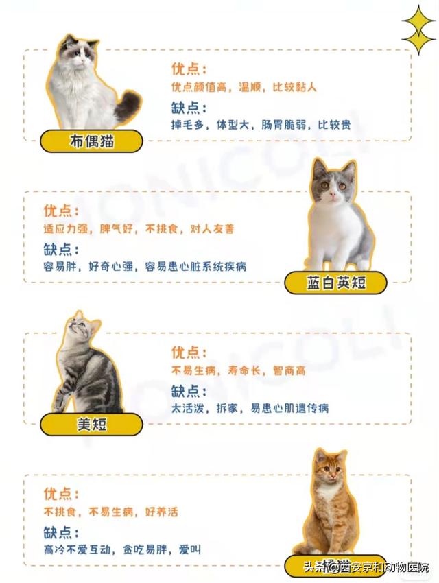 猫咪品种大全(猫咪品种大全及图片)