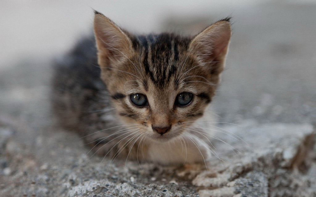 买猫在哪里找宠物猫商家才不会被骗？