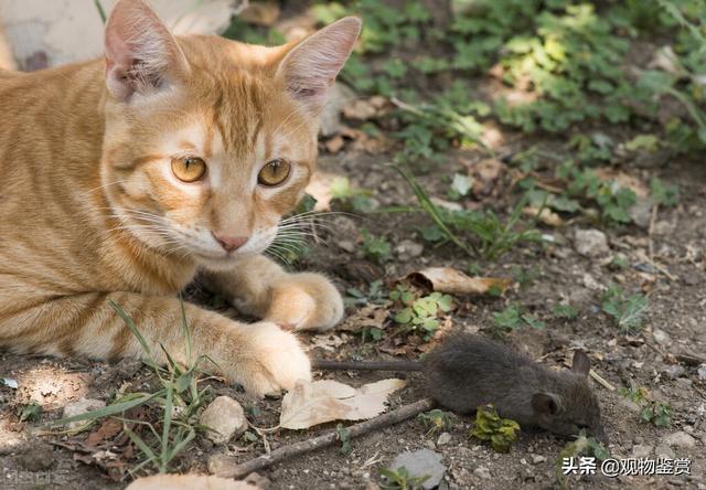 小猫捉老鼠(小猫咪会捉老鼠吗)