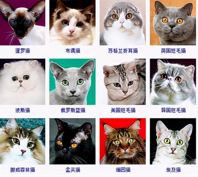 宠物猫排名(宠物猫排名前十)