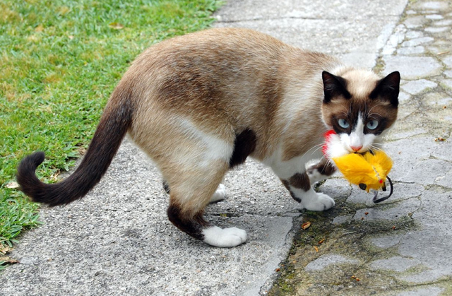 猫的性格随主人吗(猫的性格是不是随主人)