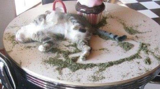 猫薄荷怎么用(碎的猫薄荷怎么用)