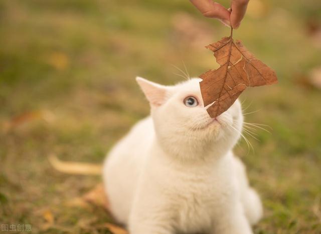 母猫发情的症状(母猫发情的表现)