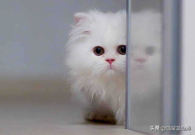 母猫生完小猫多久可以绝育(母猫生小猫后多久可以绝育)