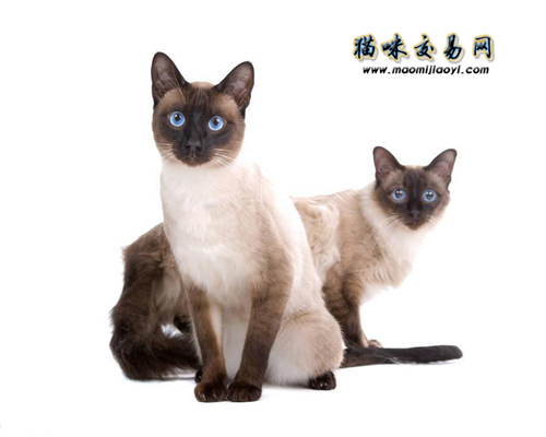 养猫有什么好处？宠物猫和狗狗那个好养？