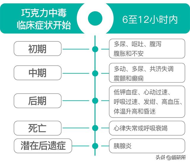 猫能吃巧克力不(巧克力猫可以吃吗)