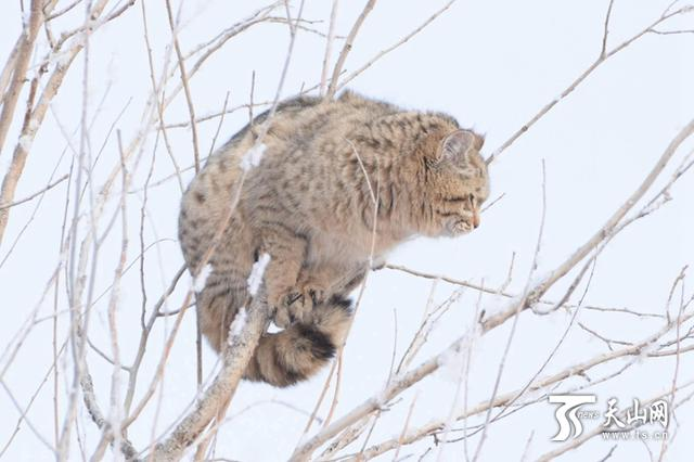 草原斑猫是几级保护动物(斑豹猫是不是保护动物)