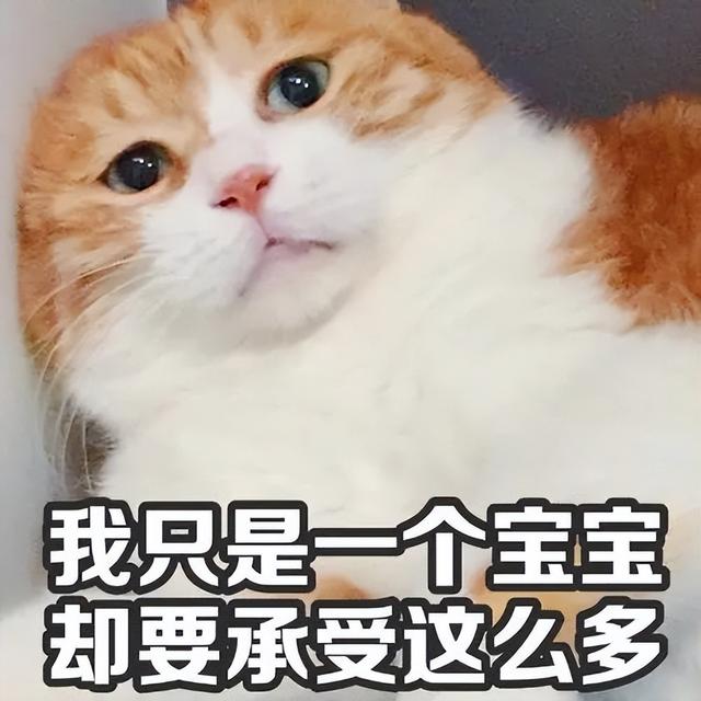 猫咪应激反应怎么缓解(猫咪应激反应怎么安抚)