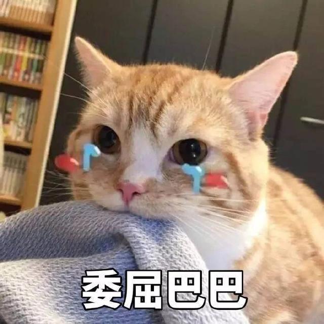 玳瑁猫图片(玳瑁猫和三花猫的区别)