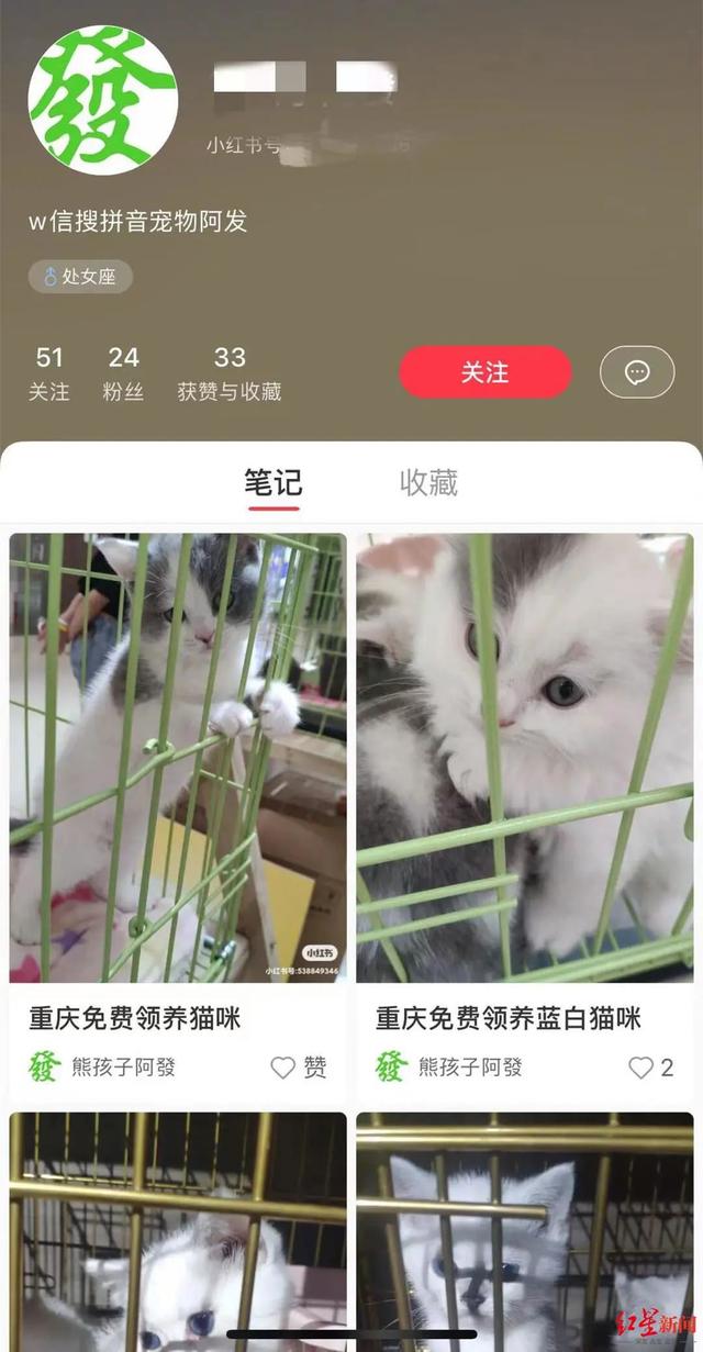 猫咪领养要钱吗(宠物猫领养要钱吗)