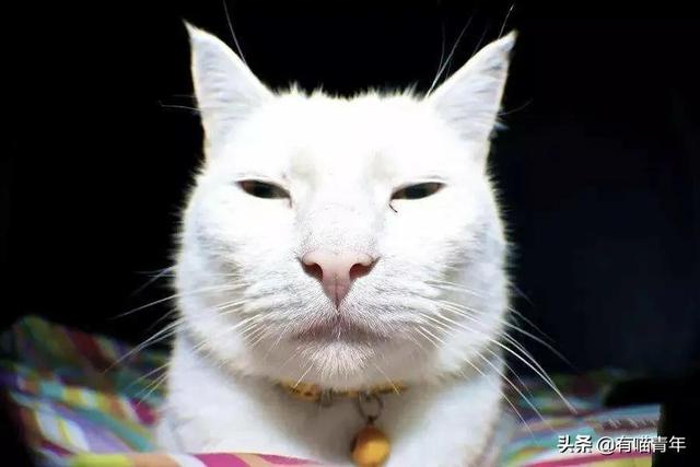 世界上最丑的猫长什么样(世界上最丑的猫图片)