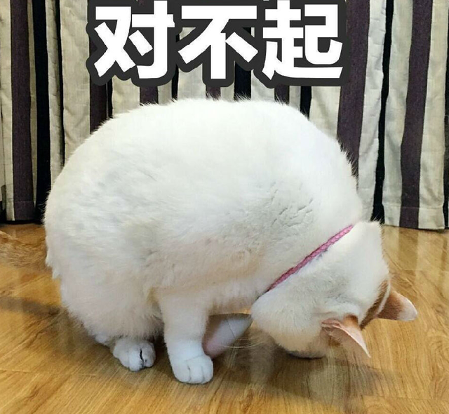 猫咪认错的表现有哪些(猫咪认错的表现是什么)