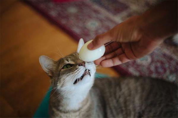 小猫吃什么食物除了猫粮(幼猫吃什么食物比较好)